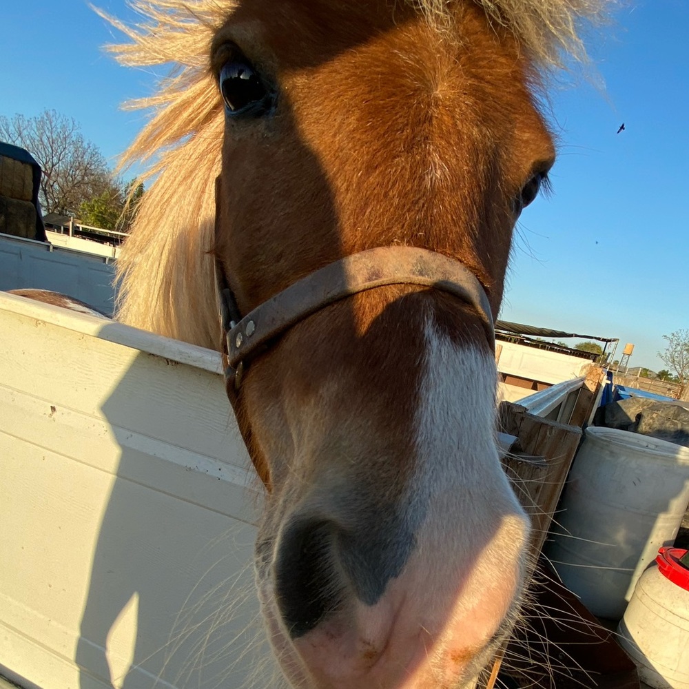 Meet your Posher, Dylan